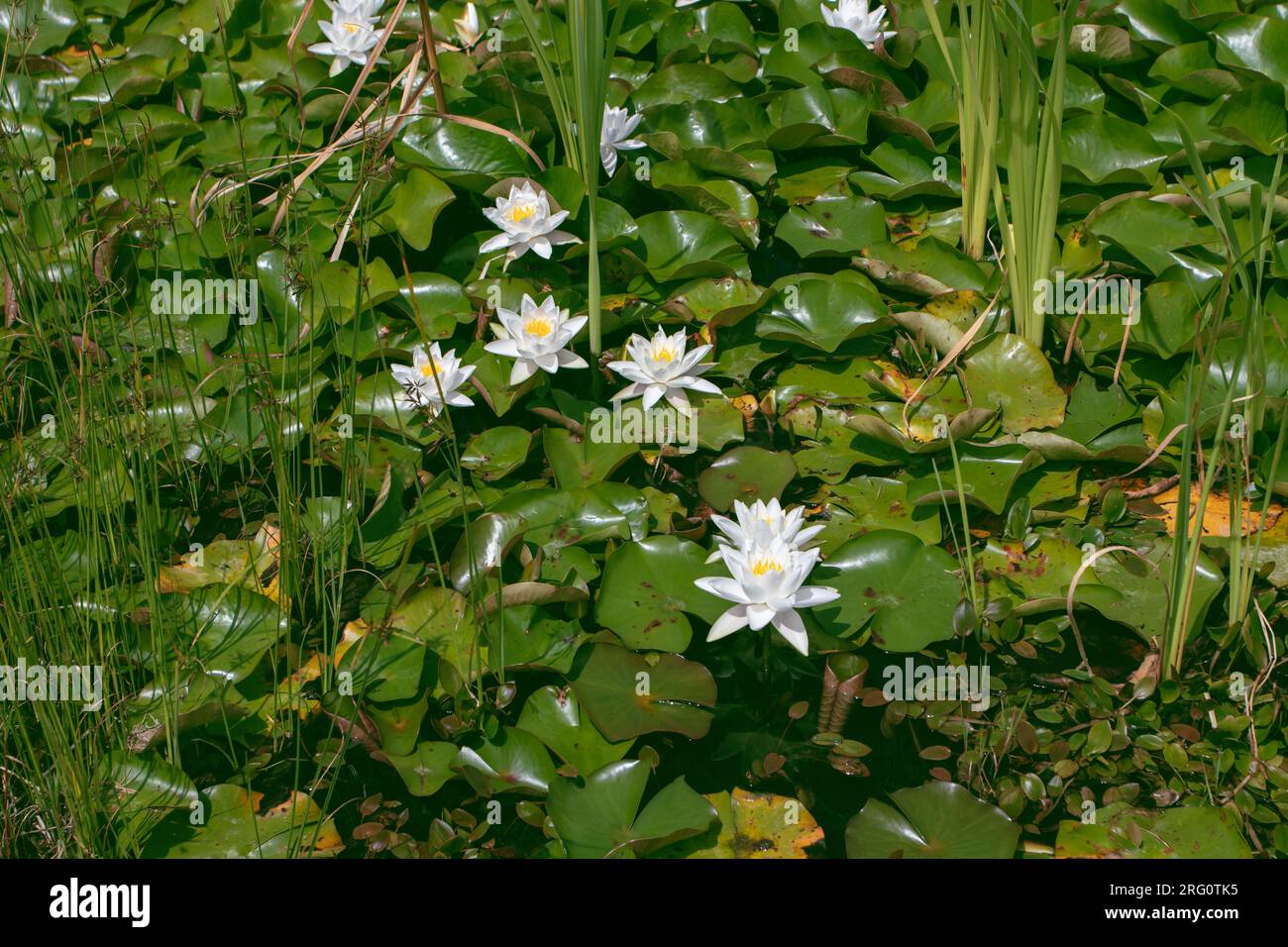 Laghetto decorativo con piante acquatiche nymphaea odorata. Profumata ninfea bianca fiorisce e foglie sulla superficie dell'acqua. Foto Stock