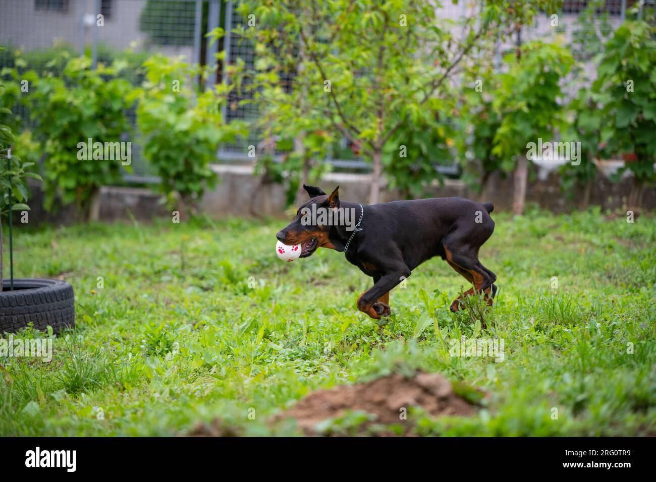 Cucciolo Doberman di 6 mesi, gioca e corre per il cortile, ama le calde giornate estive, di razza europea. Bel cane. Foto Stock