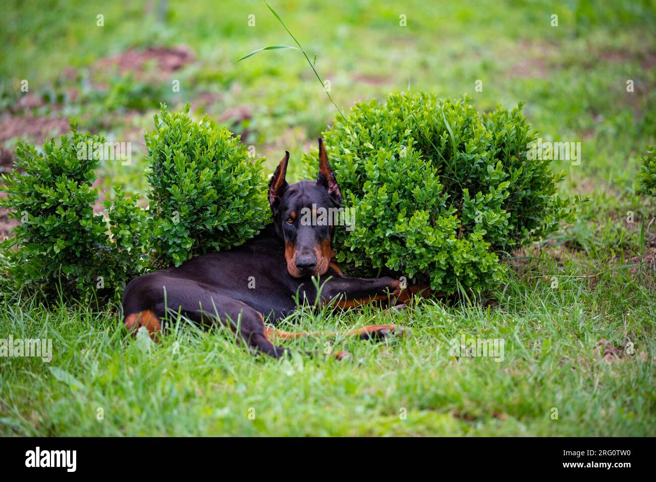 Dopo esercizi faticosi, cucciolo di doberman di sei mesi, riposato in un cespuglio verde Foto Stock