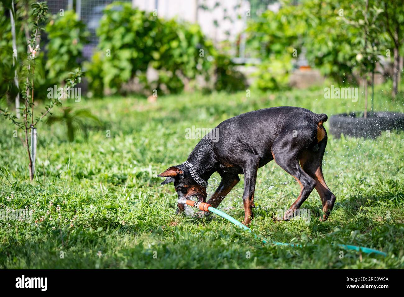 Un cane di razza Doberman gioca con un tubo e acqua nel suo cortile. Un bagno rinfrescante in una calda giornata di sole. Foto Stock