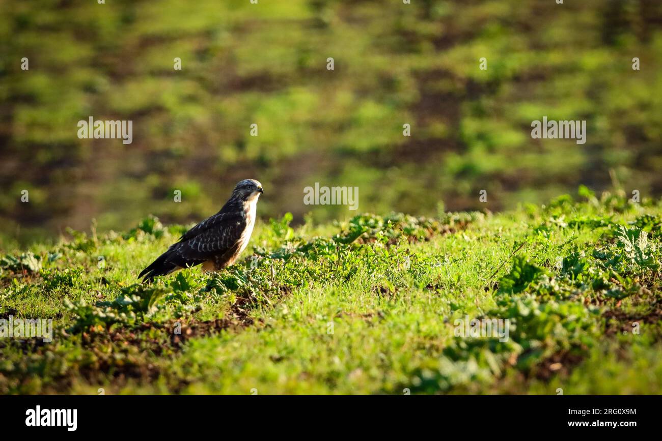 birdwatching, giovane buzzard sul campo Foto Stock