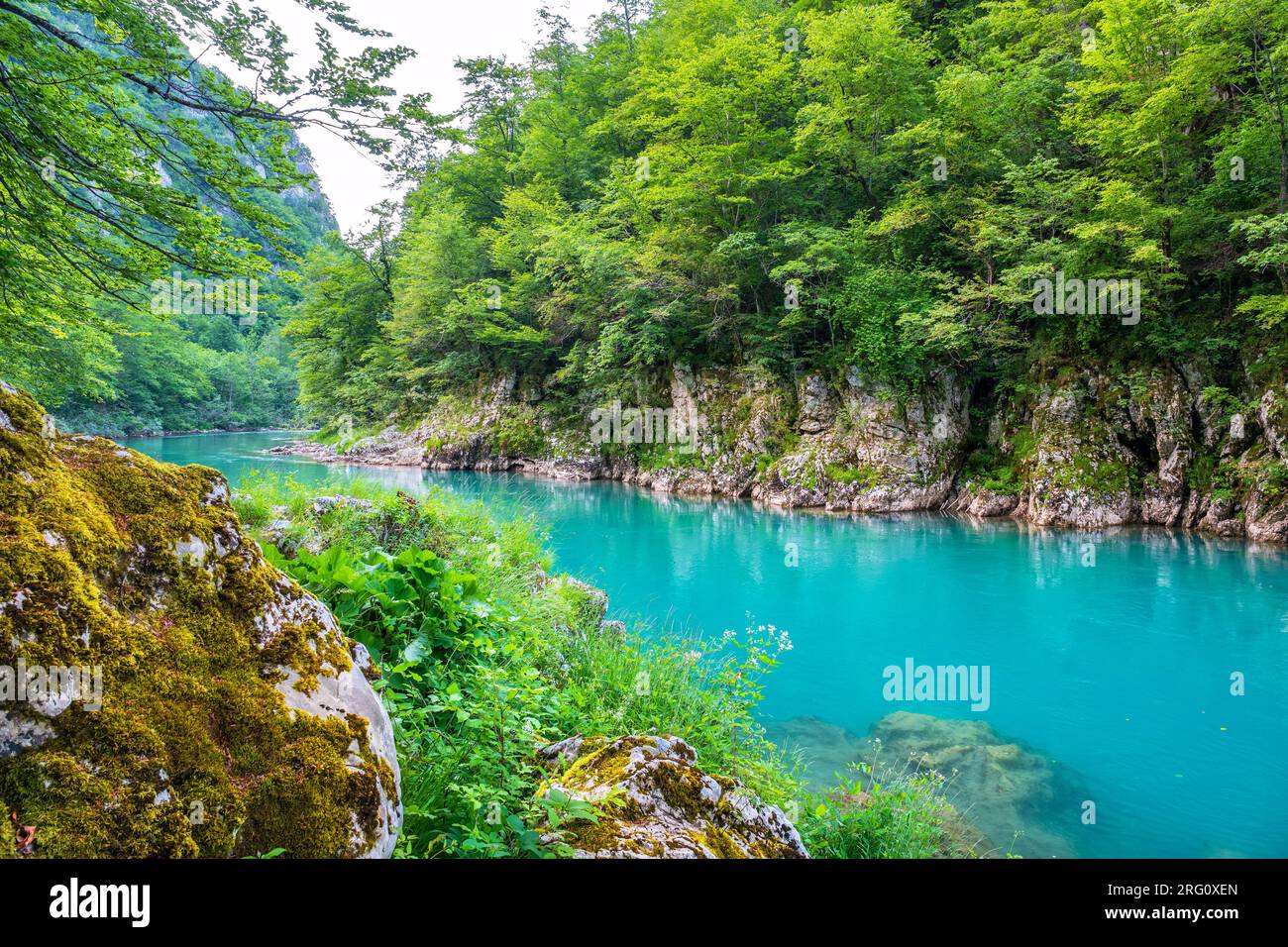 Costa e acqua verde del fiume Tara. Montenegro Foto Stock