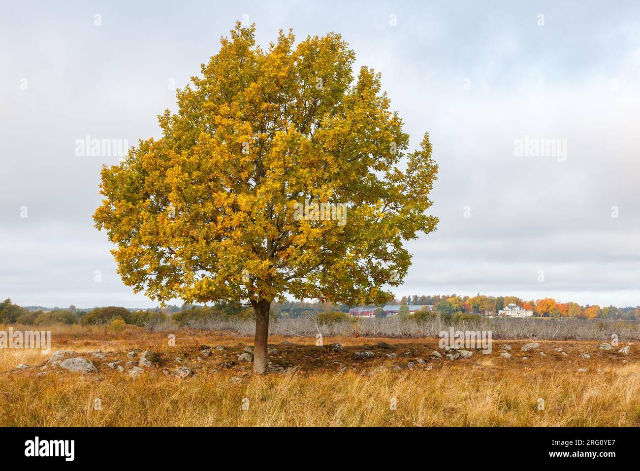 Singolo albero in una vista panoramica autunnale Foto Stock