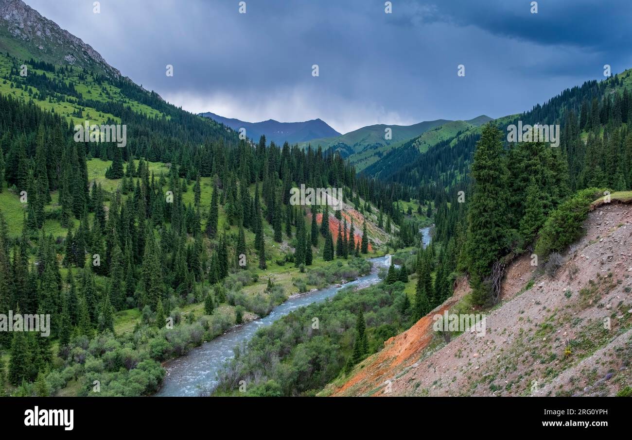 Una splendida gola di montagna con un fiume tempestoso blu e una foresta di abeti rossi su verdi colline e una scogliera. Tekes Gorge Kazakistan. Foto Stock