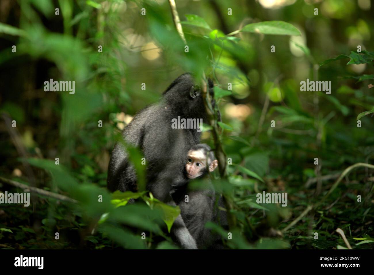 Una femmina adulta di macaco a cresta nera di Sulawesi (Macaca nigra) si prende cura di una prole mentre è seduta sul pavimento della foresta nella riserva naturale di Tangkoko, Sulawesi settentrionale, Indonesia. I macachi crestati maschi rispondono raramente (11%) alle urla di bambini coinvolti nell'interazione agonistica, secondo un team di scienziati primati guidati da Daphne Kerhoas nel loro rapporto del luglio 2023 pubblicato sull'International Journal of Primatology. "Abbiamo anche scoperto che i maschi che erano i migliori amici della madre erano leggermente più propensi a rispondere alle urla di un bambino rispetto ai maschi che non erano i migliori amici di... Foto Stock
