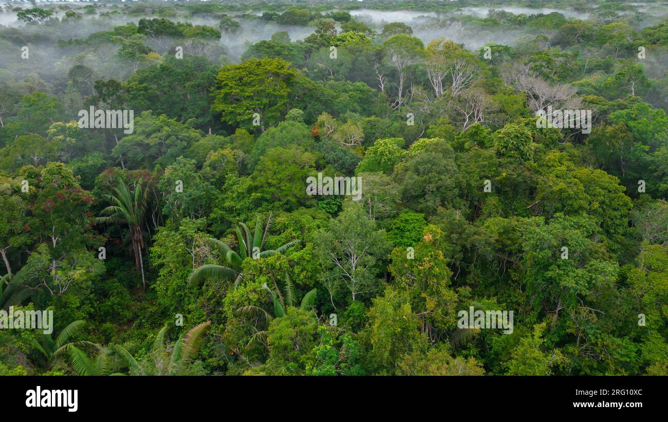 GIUNGLA TROPICALE AMAZZONICA, ALBERI VERDI Foto Stock