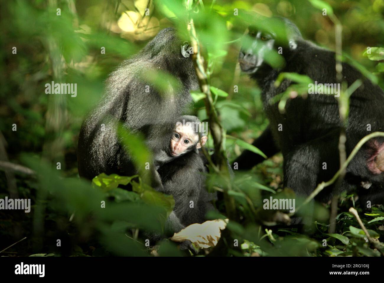 Una femmina adulta di macaco a cresta nera di Sulawesi (Macaca nigra) si prende cura di una prole mentre sta avendo un'interazione con un'altra femmina adulta nella riserva naturale di Tangkoko, Sulawesi settentrionale, Indonesia. I macachi crestati maschi rispondono raramente (11%) alle urla di bambini coinvolti nell'interazione agonistica, secondo un team di scienziati primati guidati da Daphne Kerhoas nel loro rapporto del luglio 2023 pubblicato sull'International Journal of Primatology. "Abbiamo anche scoperto che i maschi che erano i migliori amici della madre erano leggermente più propensi a rispondere alle urla di un bambino rispetto ai maschi che erano... Foto Stock