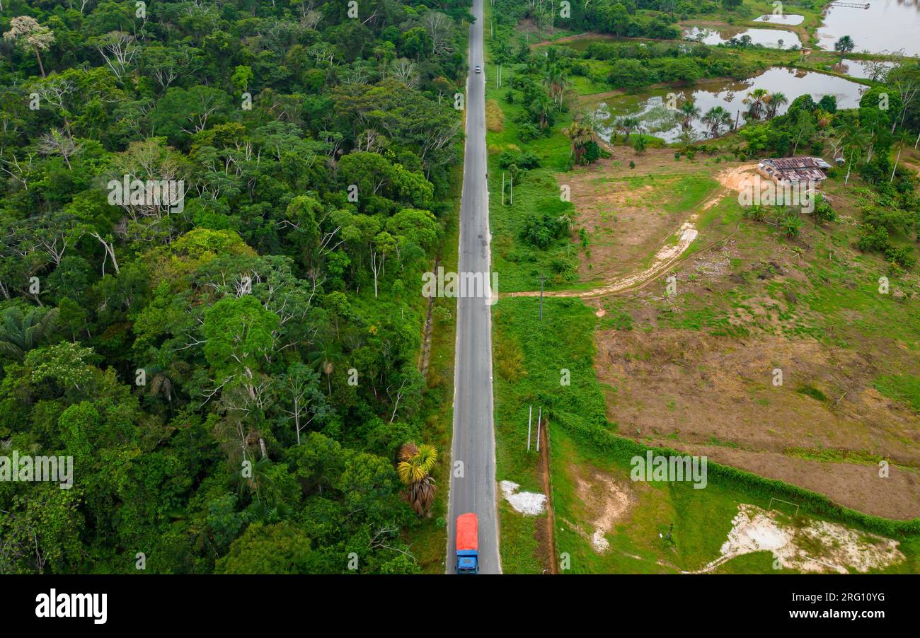 GIUNGLA TROPICALE AMAZZONICA, ALBERI VERDI Foto Stock