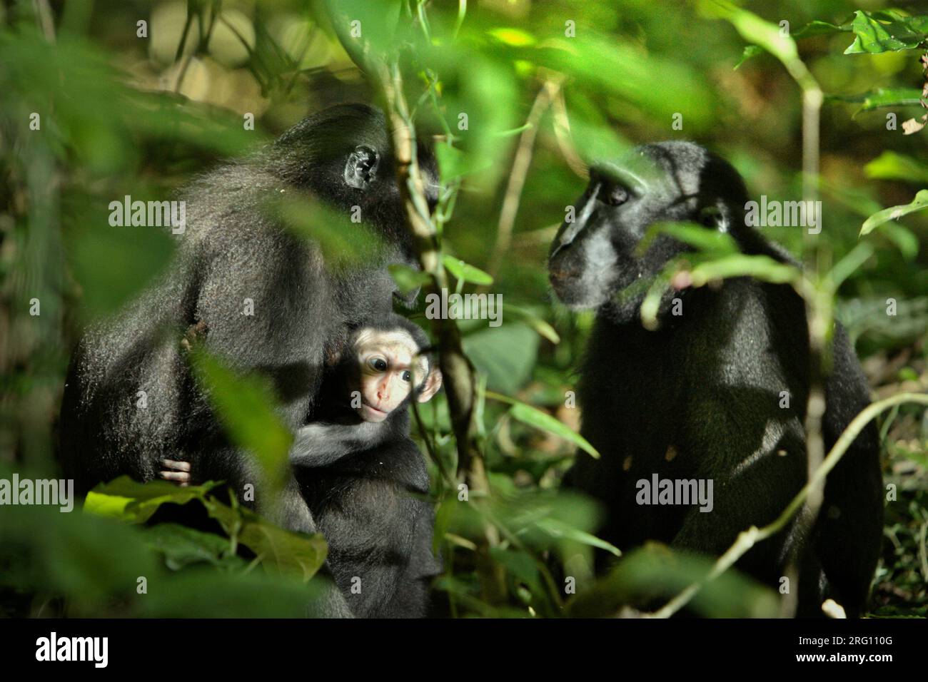 Una femmina adulta di macaco a cresta nera di Sulawesi (Macaca nigra) si prende cura di una prole mentre sta avendo un'interazione con un'altra femmina adulta nella riserva naturale di Tangkoko, Sulawesi settentrionale, Indonesia. I macachi crestati maschi rispondono raramente (11%) alle urla di bambini coinvolti nell'interazione agonistica, secondo un team di scienziati primati guidati da Daphne Kerhoas nel loro rapporto del luglio 2023 pubblicato sull'International Journal of Primatology. "Abbiamo anche scoperto che i maschi che erano i migliori amici della madre erano leggermente più propensi a rispondere alle urla di un bambino rispetto ai maschi che erano... Foto Stock
