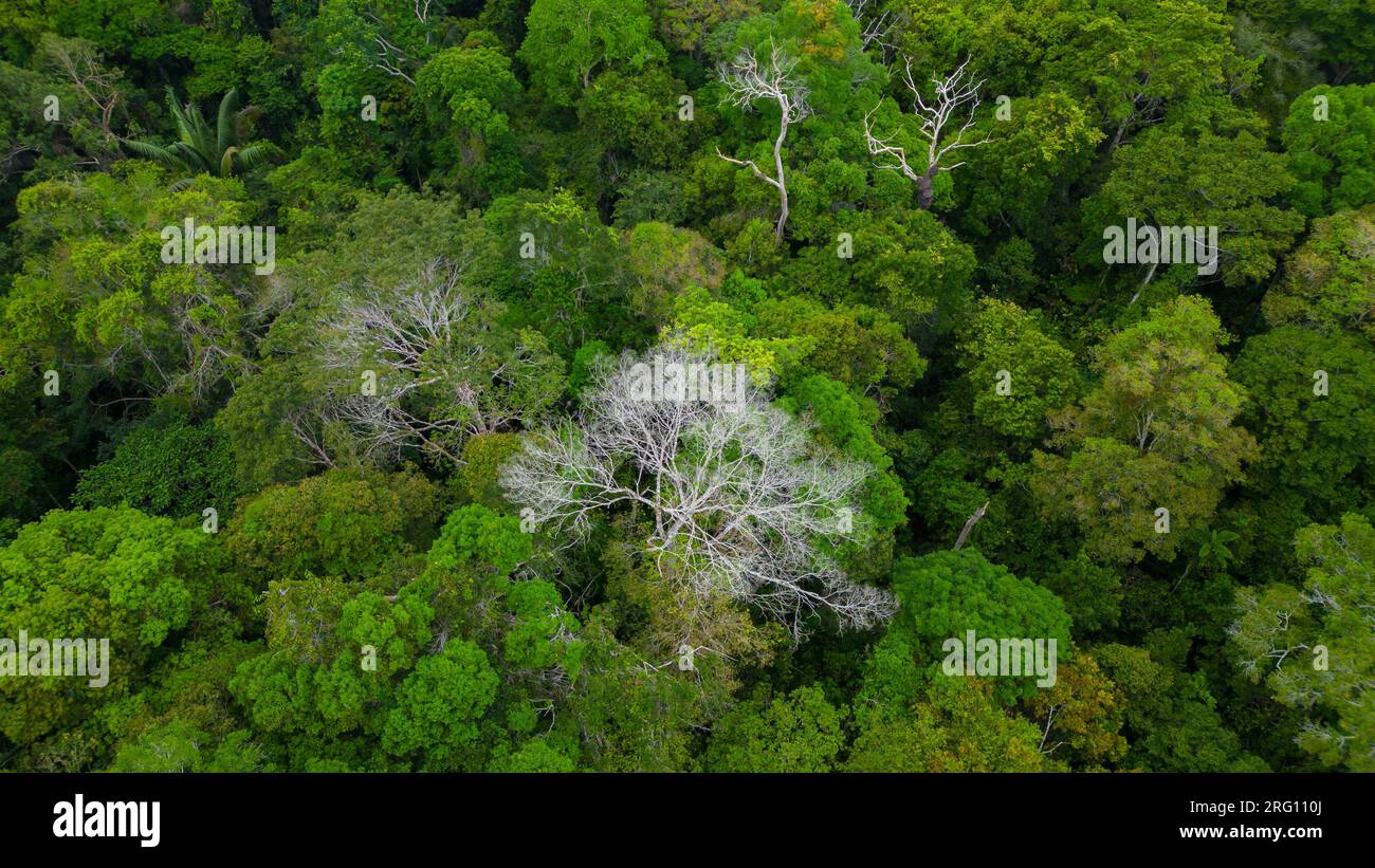 GIUNGLA TROPICALE AMAZZONICA, ALBERI VERDI Foto Stock