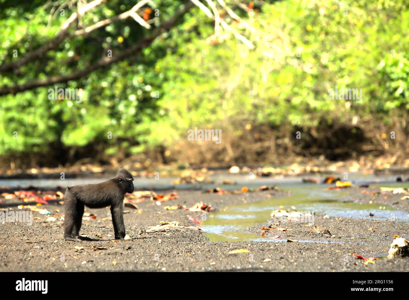 Un macaco crestato (Macaca nigra) viene fotografato mentre si sta fermando dal foraggiamento su un ruscello vicino a una spiaggia nella foresta di Tangkoko, Sulawesi settentrionale, Indonesia. Il cambiamento climatico e le malattie sono minacce emergenti per i primati, e circa un quarto delle gamme dei primati ha temperature superiori a quelle storiche, ha scritto un team di scienziati guidati da Miriam Plaza Pinto (Departamento de Ecologia, Centro de Biociências, Universidade Federal do Rio grande do Norte, Natal, RN, Brasile) nel loro rapporto scientifico pubblicato su Nature nel gennaio 2023. Un recente rapporto di un altro team di scienziati guidato da Marine... Foto Stock