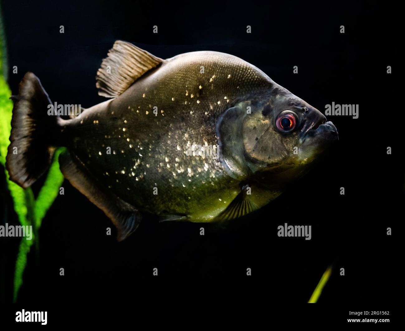 pesce piranha con pelle argentata e occhi rossi sott'acqua in acquario su sfondo nero Foto Stock