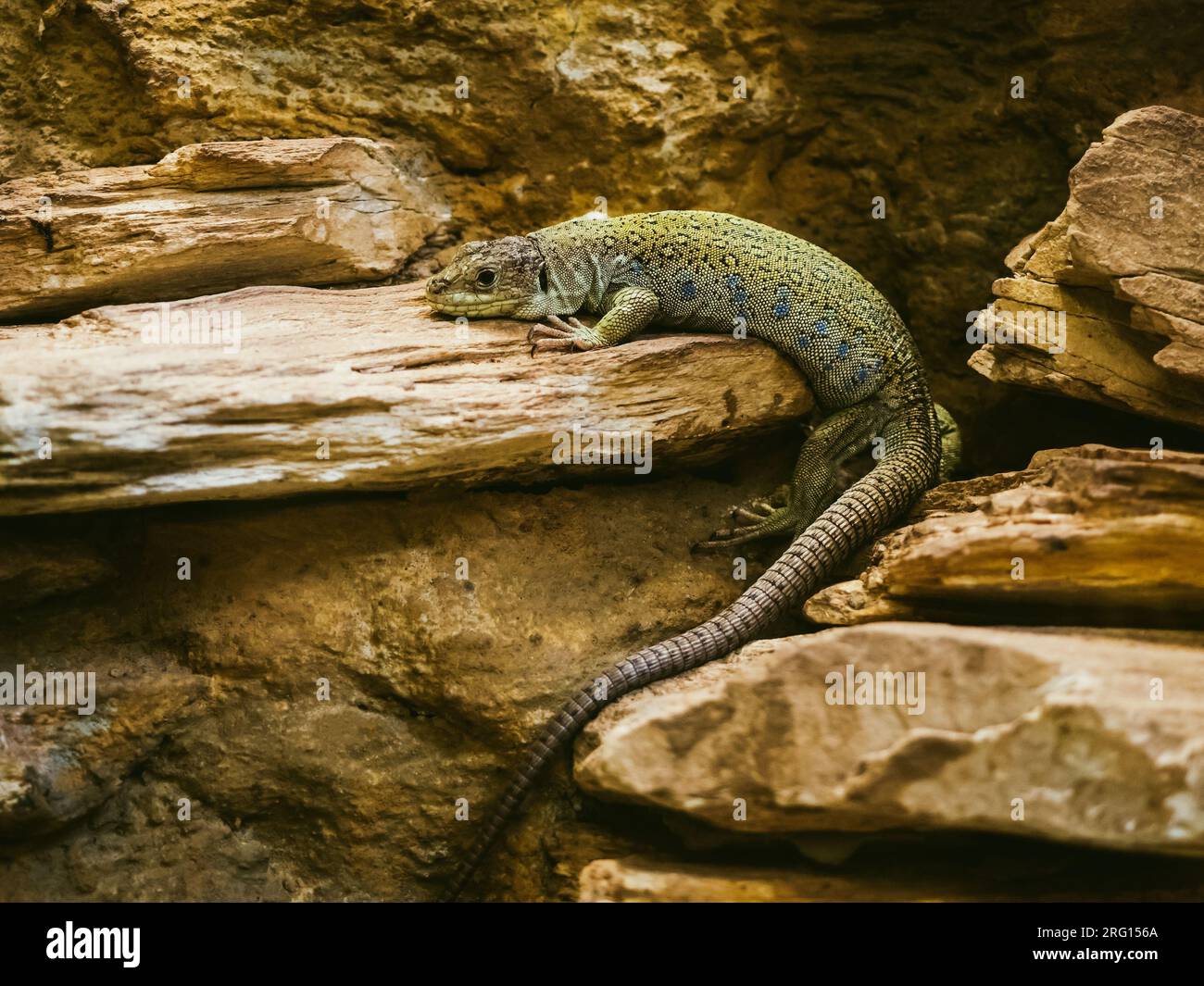 una grande lucertola giace su una pietra calda nel terrario, nello zoo Foto Stock