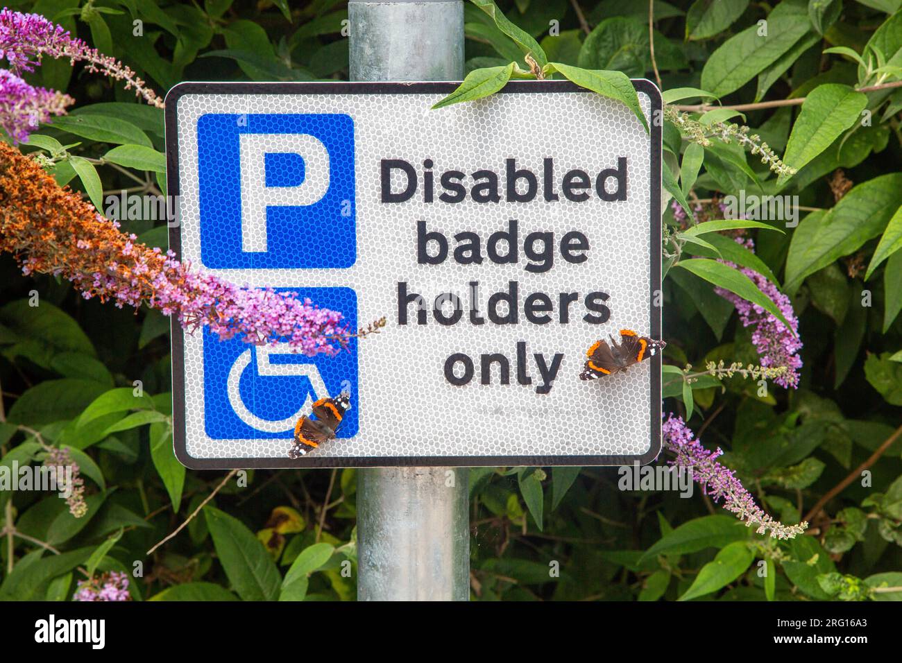 Farfalle rosse dell'ammiraglio su un cartello con la scritta "disabili badge holder only" (solo possessori di badge) Foto Stock