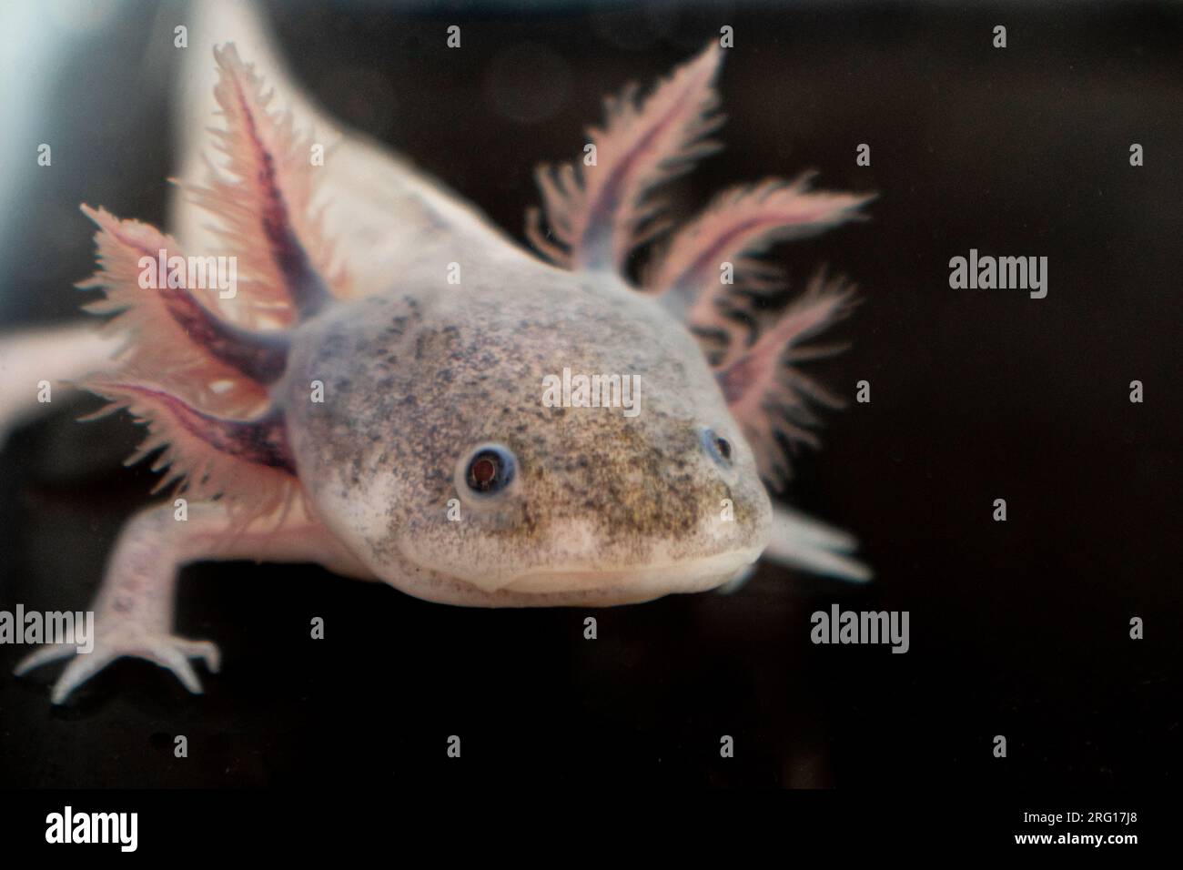 Primo piano della salamandra assolotl messicana adulta con branchie esterne piume che guardano la fotocamera mentre si stendono su gambe corte su una superficie nera sfocata Foto Stock