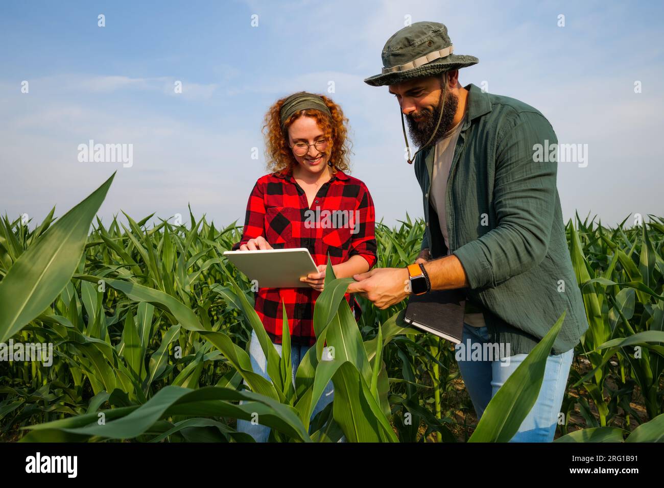 Ritratto di agricoltori che coltivano mais. Stanno esaminando i progressi delle piante. Occupazione agricola. Foto Stock