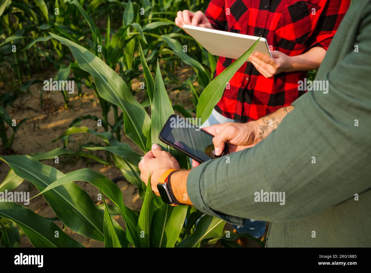 Gli agricoltori coltivano mais. Stanno esaminando i progressi delle piante. Occupazione agricola. Foto Stock