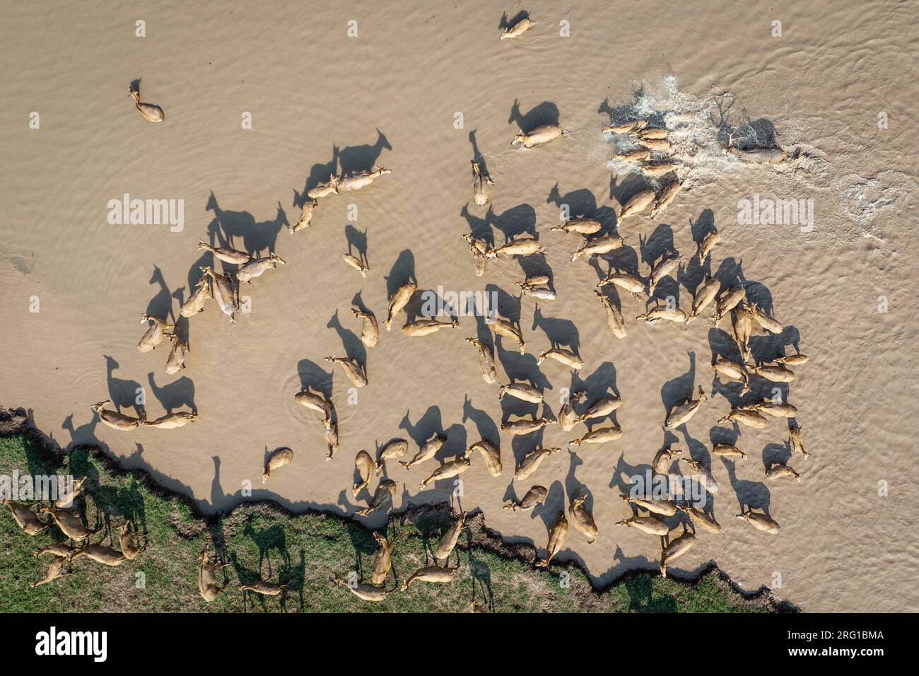(230807) -- SHISHOU, 7 agosto 2023 (Xinhua) -- questa foto aerea scattata il 1 agosto 2023 mostra un cervo milu maschio (angolo in alto a destra) che insegue una mandria di donne nella riserva naturale nazionale di cervi di Shishou Milu nella provincia di Hubei della Cina centrale. I cervi di Milu nella riserva naturale nazionale dei cervi di Shishou Milu si accoppiano ogni anno tra giugno e agosto, durante i quali i maschi combattono tra loro per il privilegio di stare insieme a tutte le femmine che desiderano. Per garantire un ambiente sicuro e tranquillo per la loro riproduzione, i ranger qui hanno trascorso più tempo e sforzi pattugliando la riserva naturale duri Foto Stock