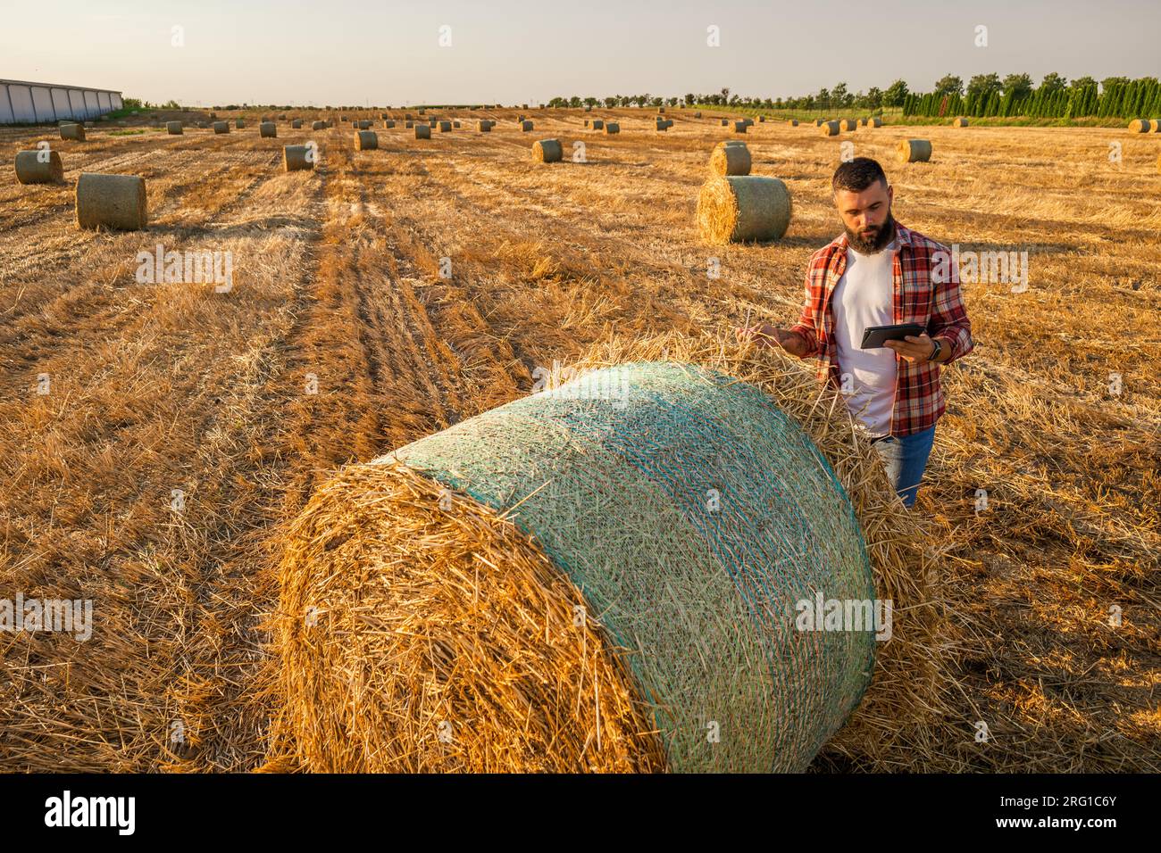 Coltivatore è in piedi accanto alle balle di fieno. Sta esaminando la paglia dopo aver raccolto con successo. Foto Stock