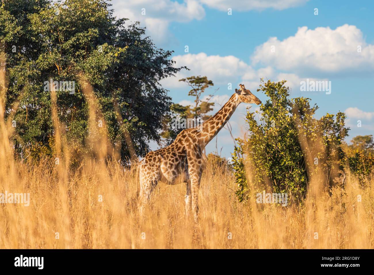 Giraffa che passeggia attraverso la savana di Hwange NP Foto Stock