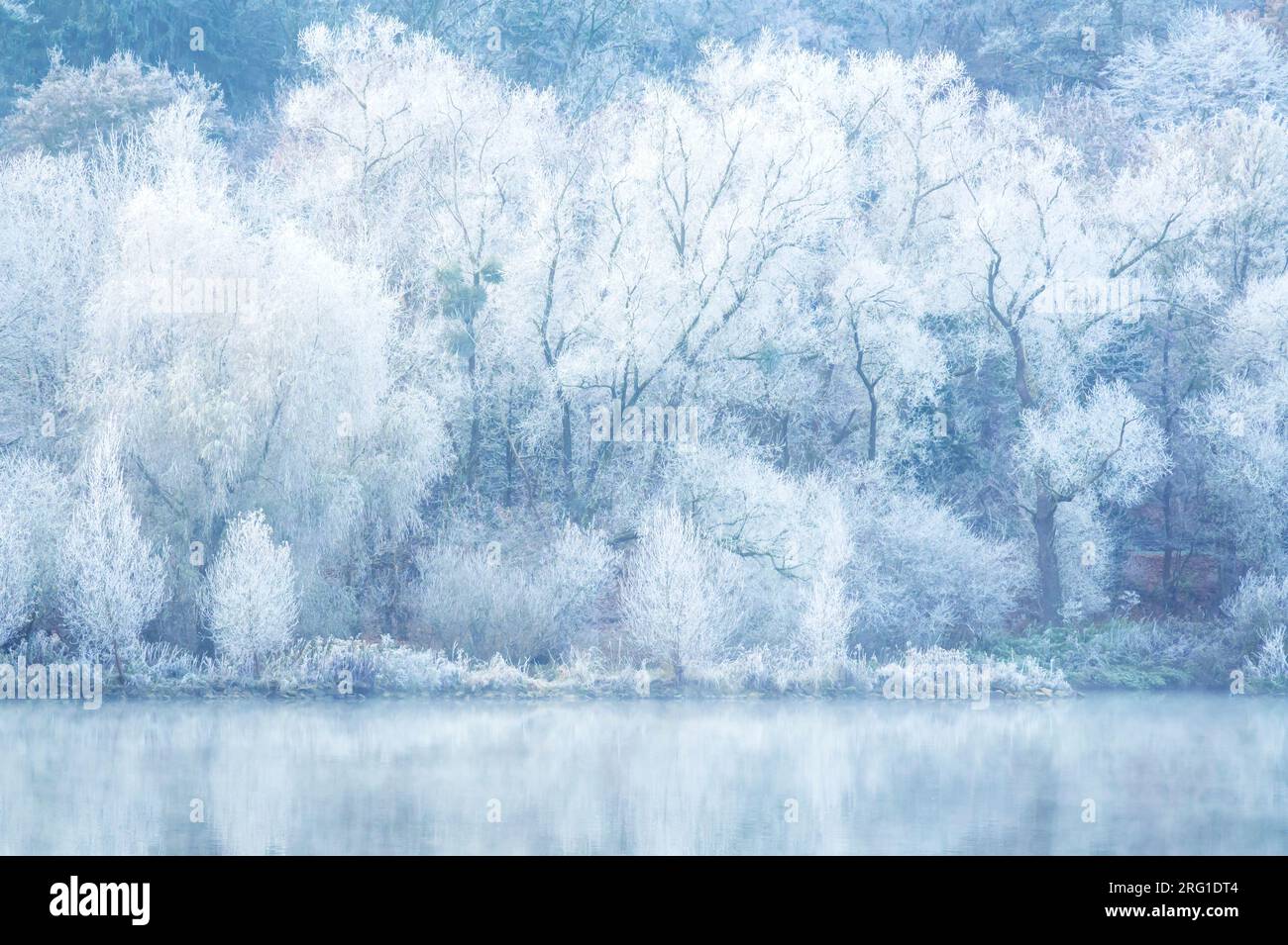 Il ghiaccio copriva gli alberi lungo la riva del fiume Moesel con riflessi in acqua, in Germania. Foto Stock