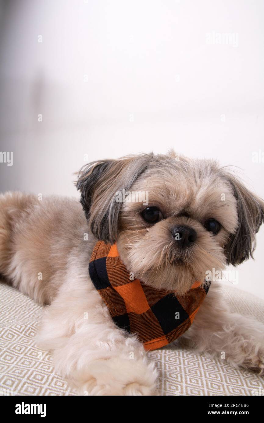 Il piccolo cane fotografico Shih Tzu sdraiato sul divano e guardando la macchina fotografica, amico, cucciolo Foto Stock