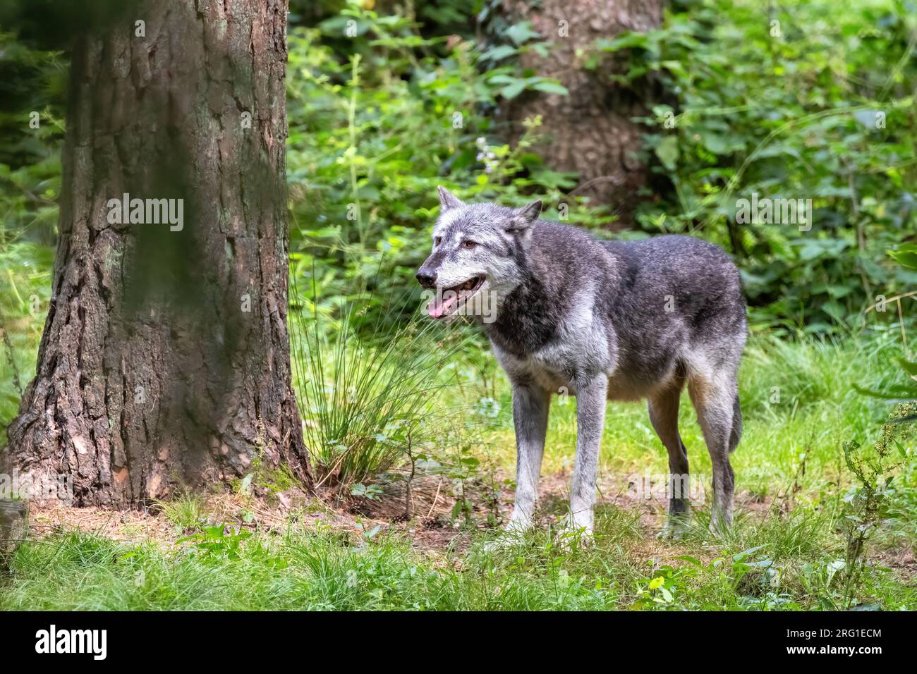 Un lupo della valle di Mackenzie, Canis lupus occidentalis, in una radura della foresta. Si tratta di una sottospecie del lupo grigio e della più grande specie di lupo del lupo Foto Stock