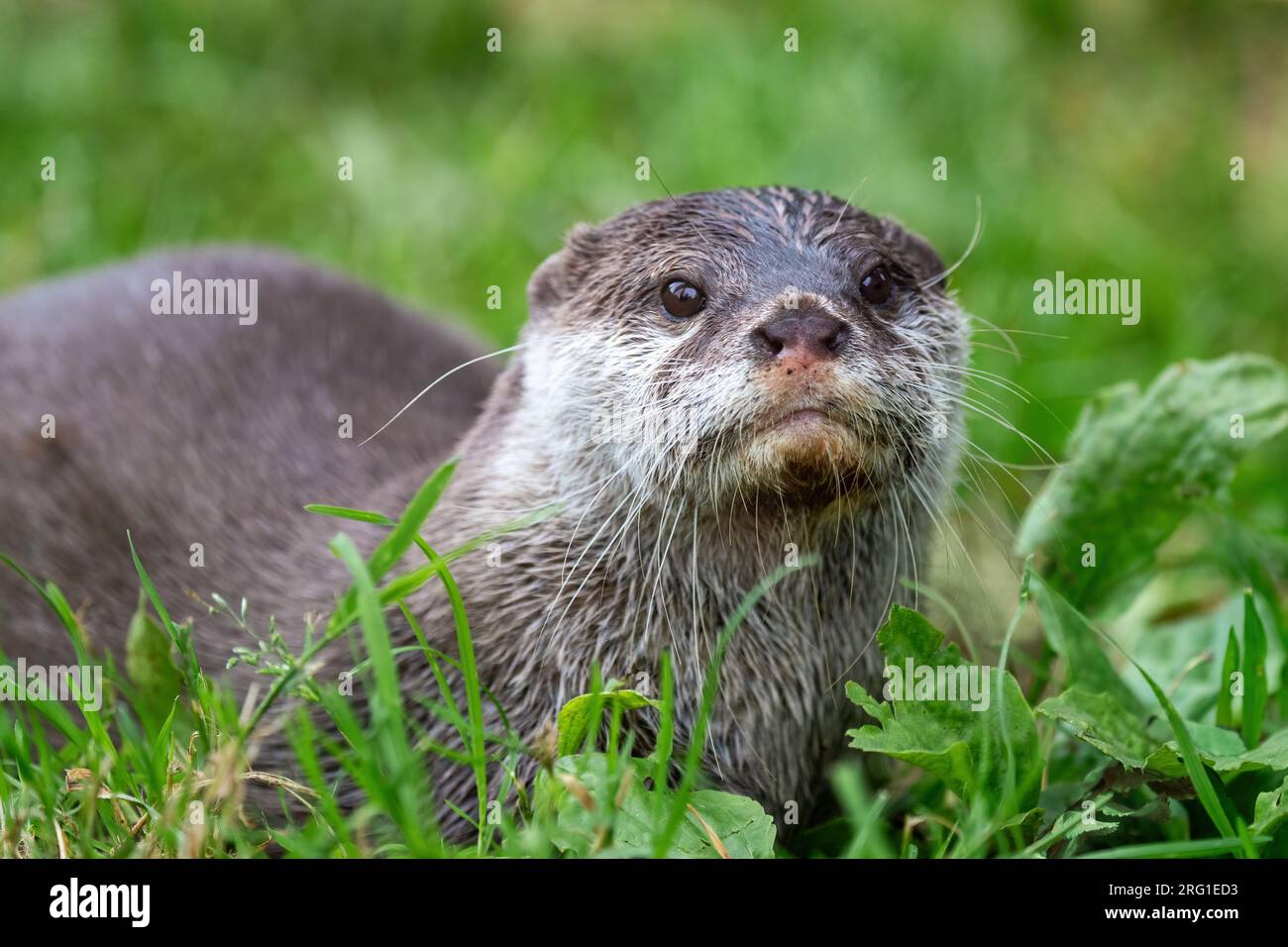 Lontra orientale a piccoli artigli, Aonyx cinereus, su fondo erboso. Questa è la più piccola specie di lontra del mondo ed è indigena delle zone umide di Foto Stock