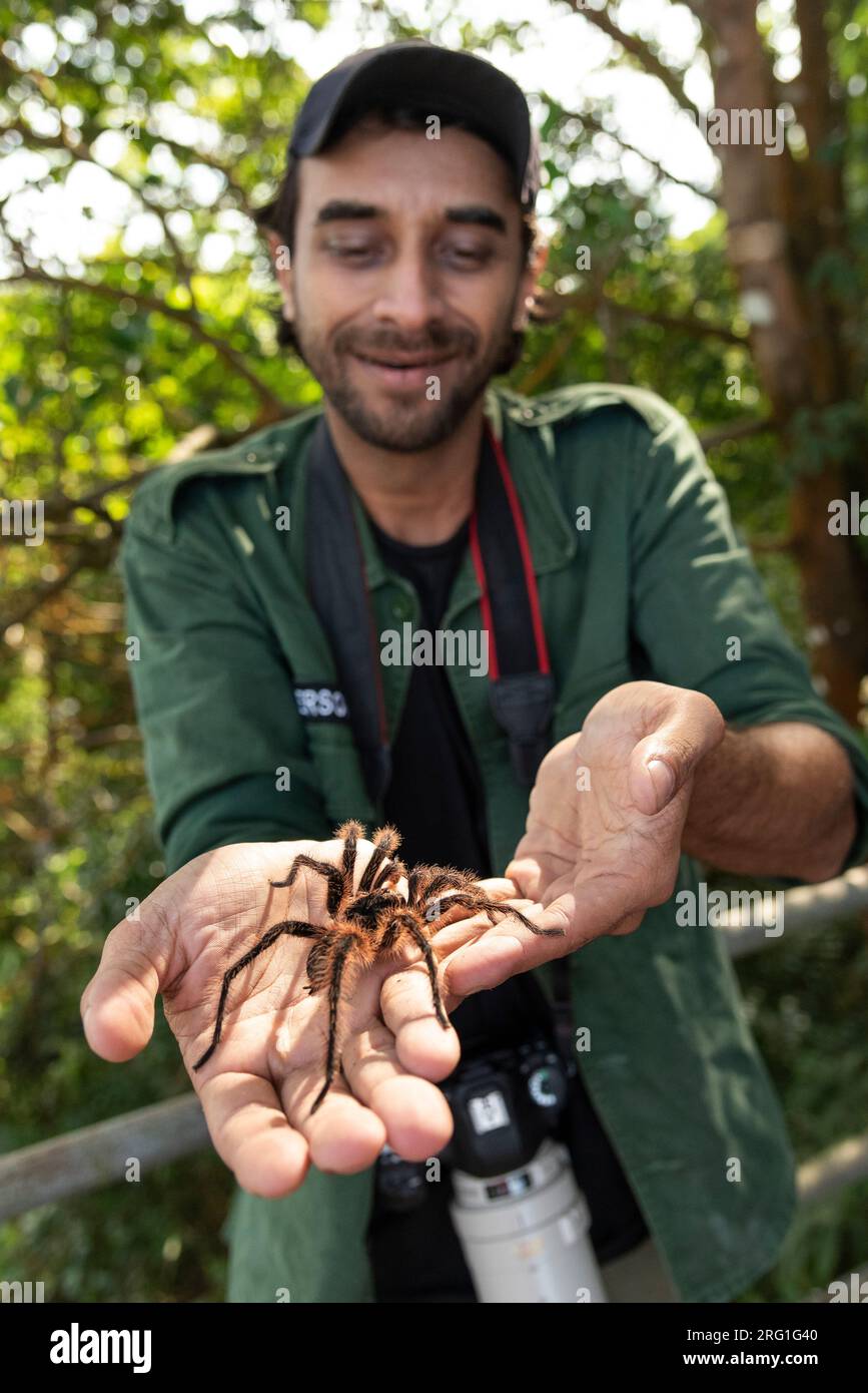 Ritratto di un uomo adulto che tiene a portata di mano un grande ragno di tarantola Foto Stock