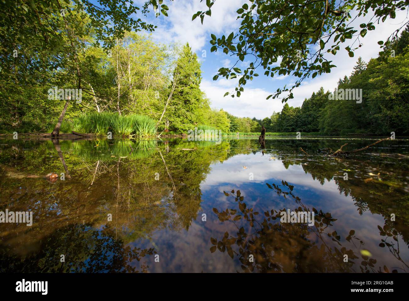 Lussureggiante vegetazione primaverile riflessa nel lago calmo. Foto Stock