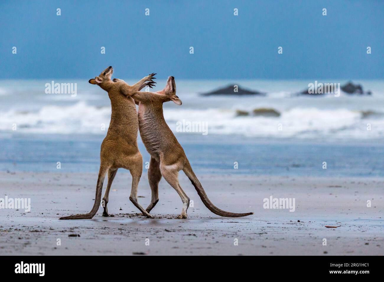 Due canguri che combattono sulla spiaggia a Cape Hillsborough, Queensland, Australia. Foto Stock