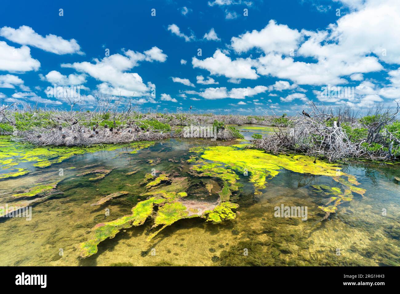 Fregate uccelli che nidificano sulle mangrovie, Codrington Lagoon, Barbuda Foto Stock