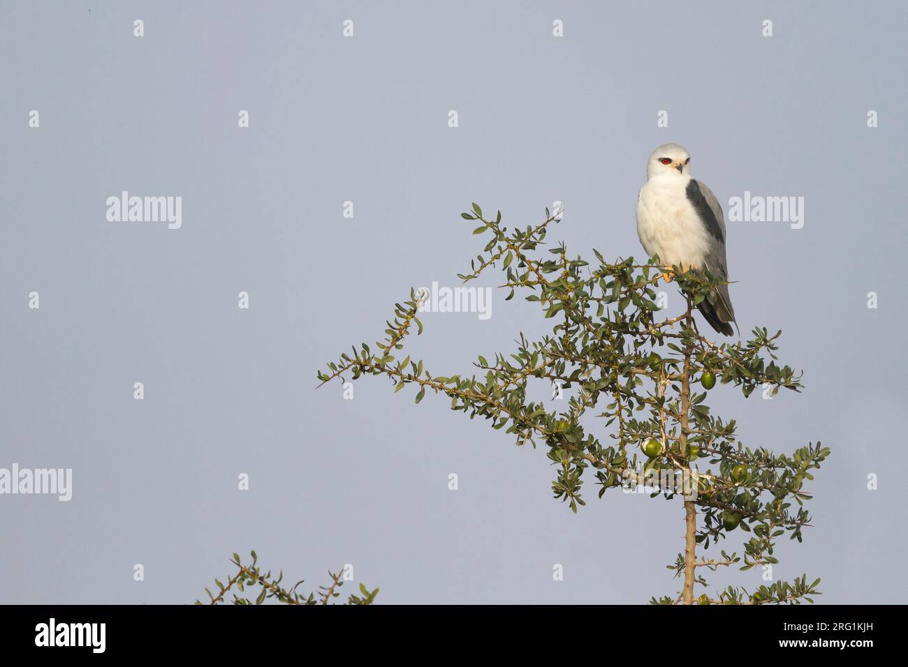 Black-winged Kite - Gleitaar - Elanus caeruleus ssp. caeruleus, Marocco, adulti Foto Stock