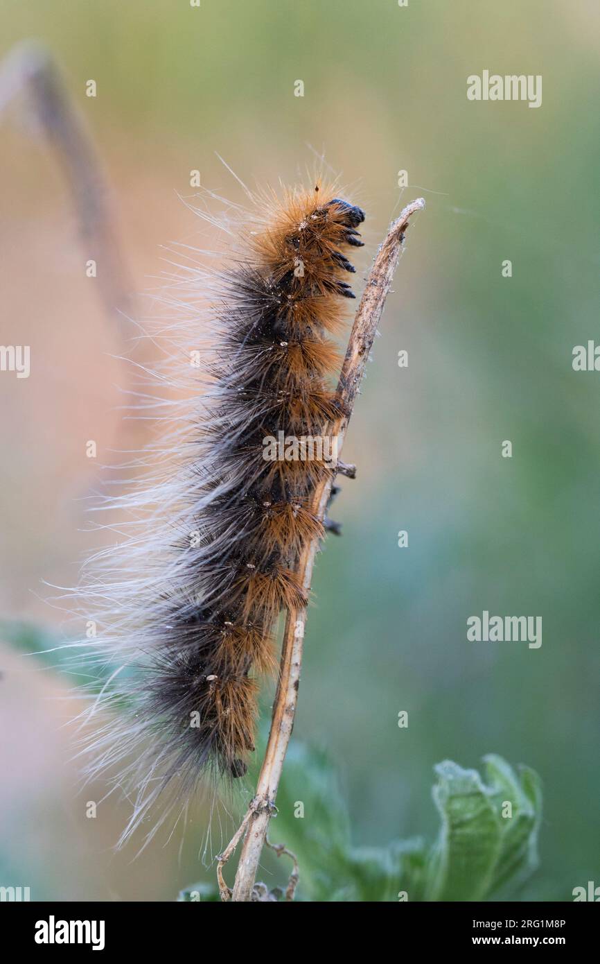Arctia caja - Giardino tiger moth - Braune Bär, Russia (Jekaterinburg), larve Foto Stock