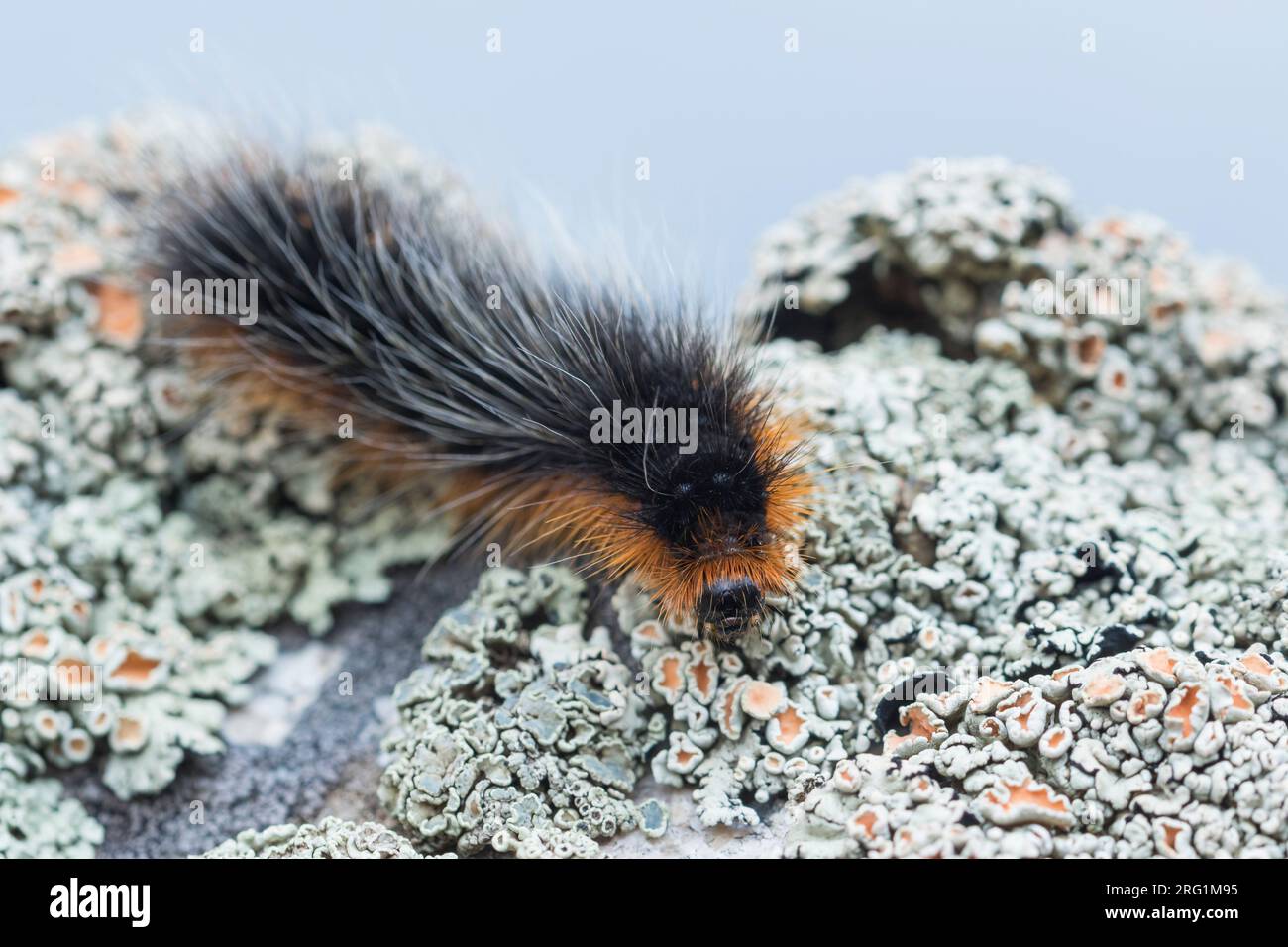 Arctia caja - Giardino tiger moth - Braune Bär, Kirghizistan, larve Foto Stock