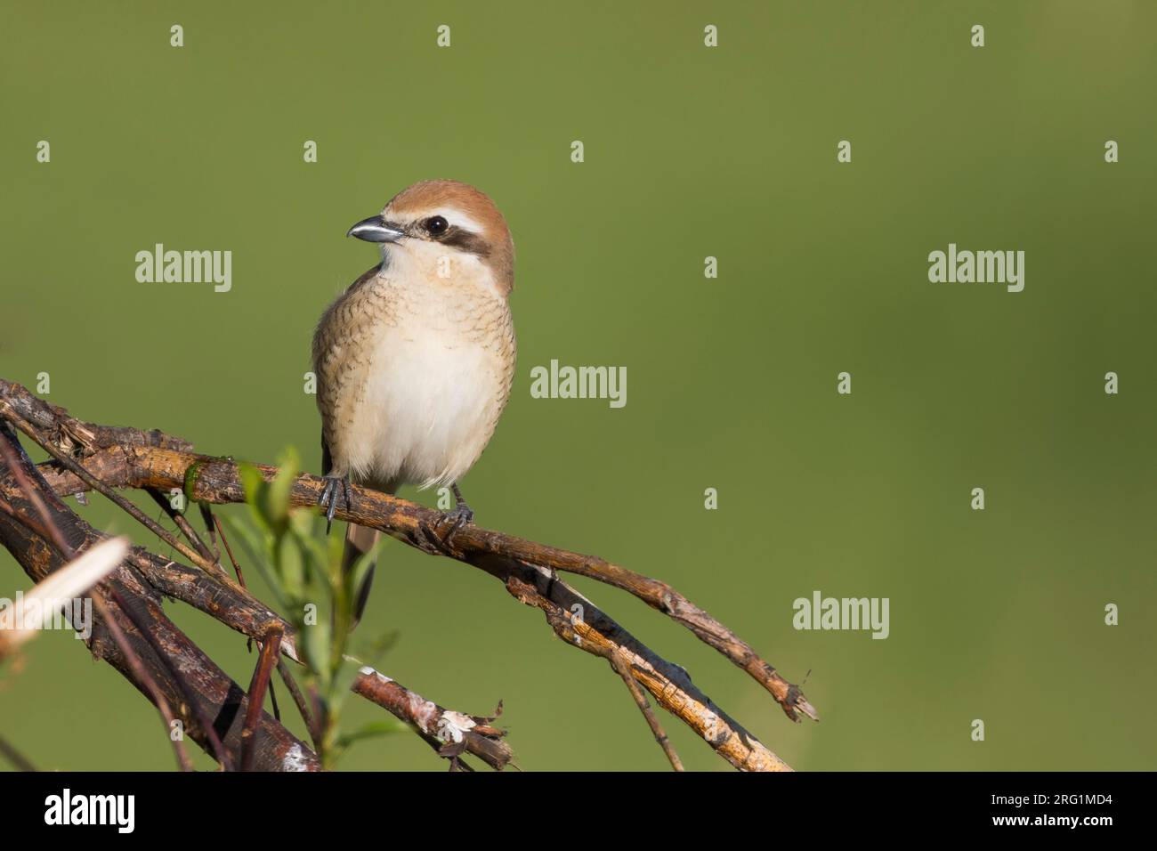 Brown, Shrike Lanius cristatus ssp. cristatus, Russia, femmina adulta Foto Stock