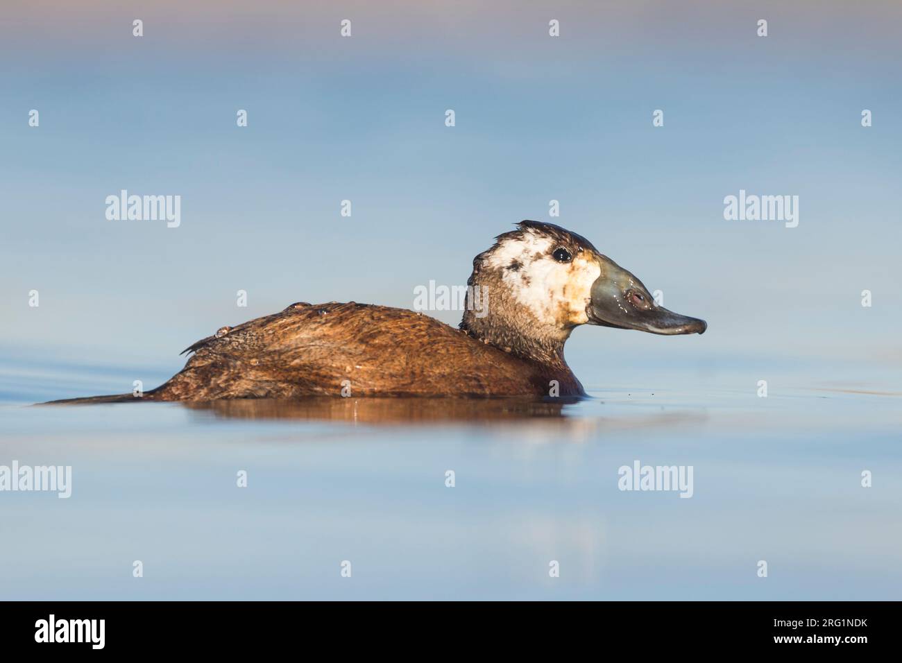 Probabilmente secondo inverno maschio anatra con testa bianca (Oxyura leucocephala) che nuota con una bella luce invernale nel tardo pomeriggio su un lago di colore blu in una na Foto Stock