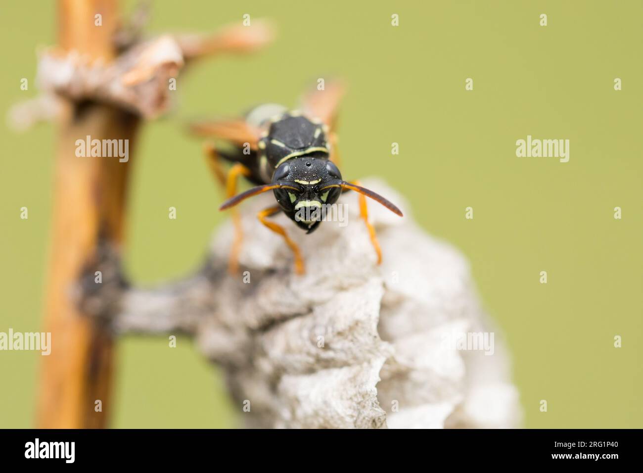 Polistes nimpha, una vespa di carta eusociale, presso la sua colonia vicino al lago Baikal in Russia. Ispezione dei fori. Foto Stock