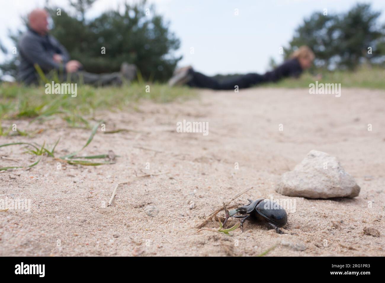 Typhaeus typhoeus - Minotaur Beetle - Stierkäfer, Germania (Baden-Württemberg), imago Foto Stock