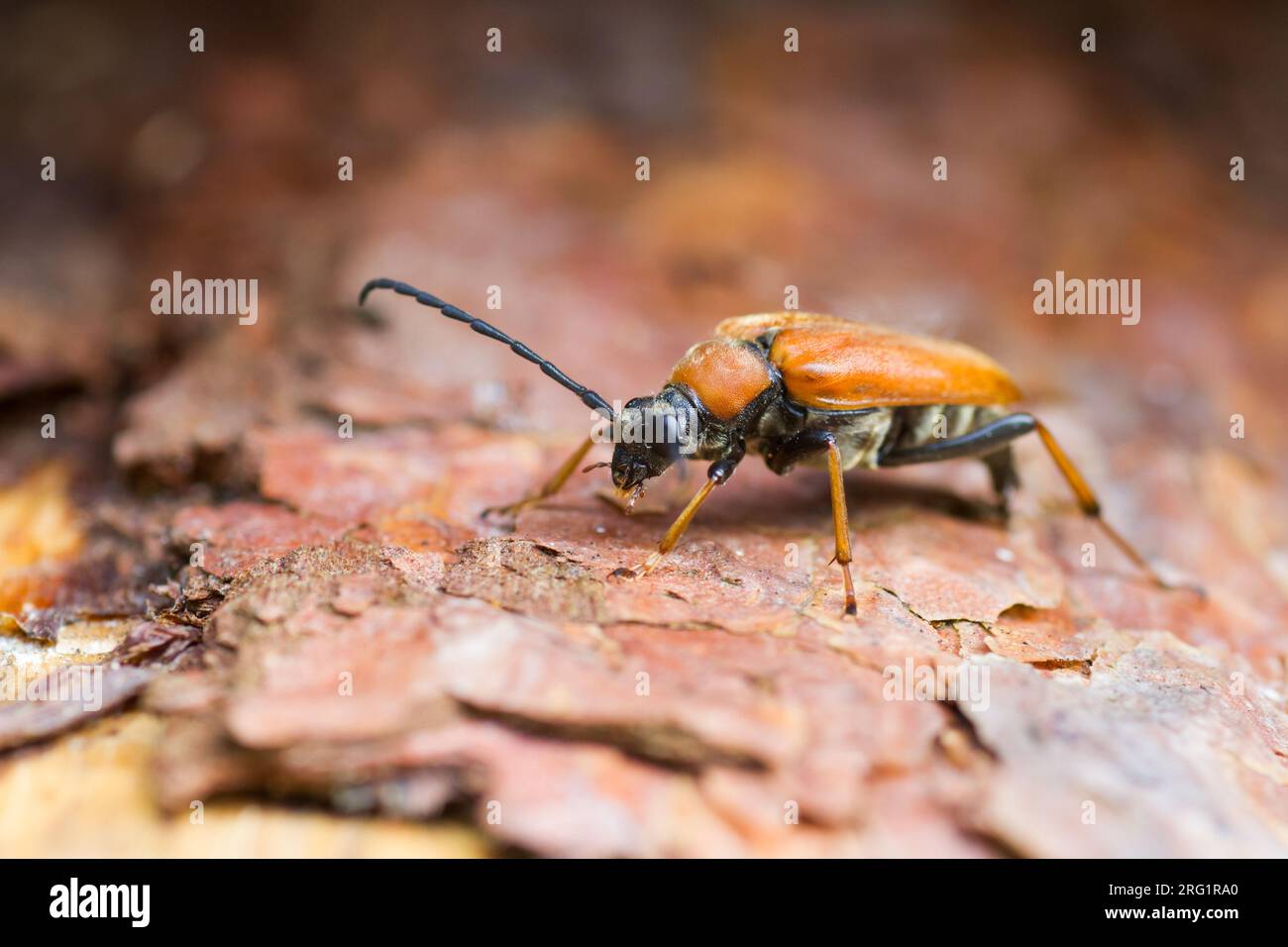 Leptura rubra - Red-Brown Longhorn Beetle - Rothalsbock, Germania, imago, femmina Foto Stock