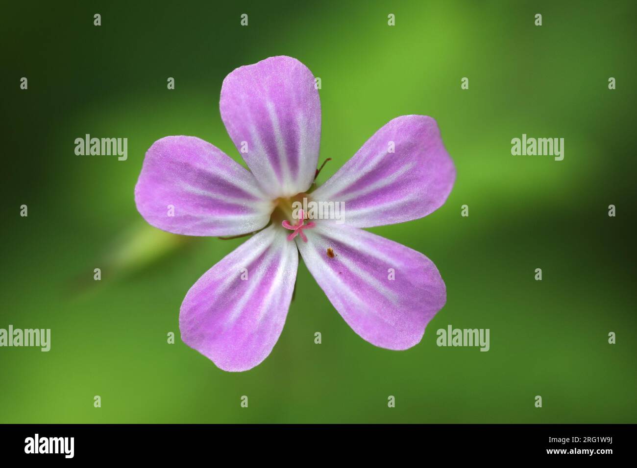 Testa di fiore Herb-Robert (Geranium robertianum), Teesdale, County Durham, Regno Unito Foto Stock