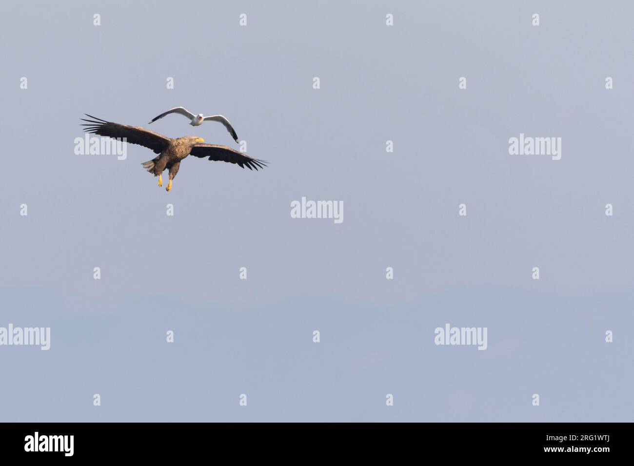 Sea-Eagle dalla coda bianca - Seeadler - Haliaeetus albicilla, Russia (Baikal), adulto, attaccato da Common Gull Foto Stock
