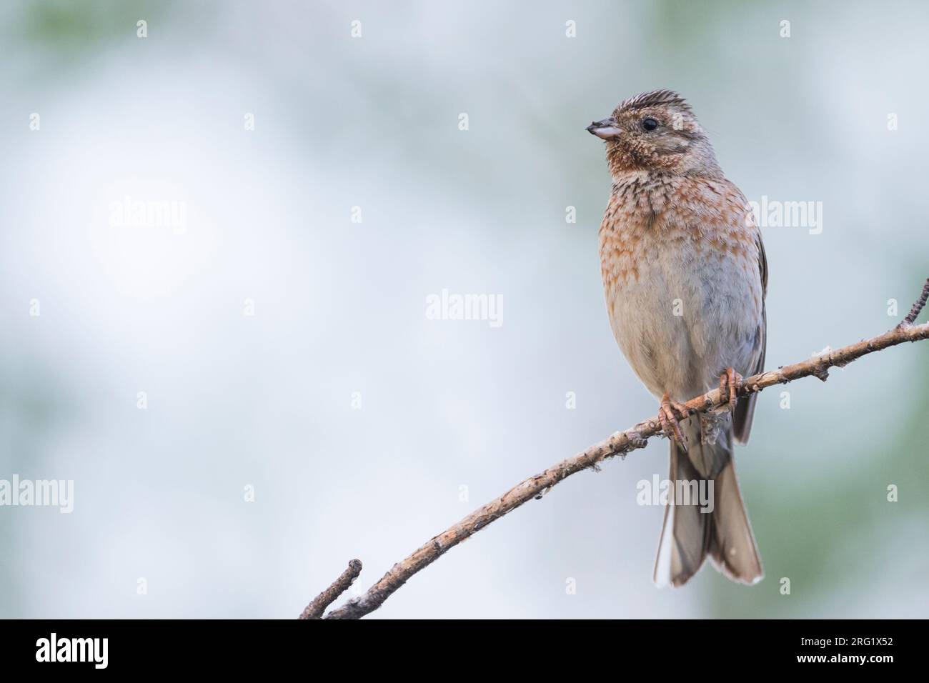 Pino Bunting - Fichtenammer - Emberiza leucocephalos leucocephalos, Russia (Baikal), donna adulta Foto Stock