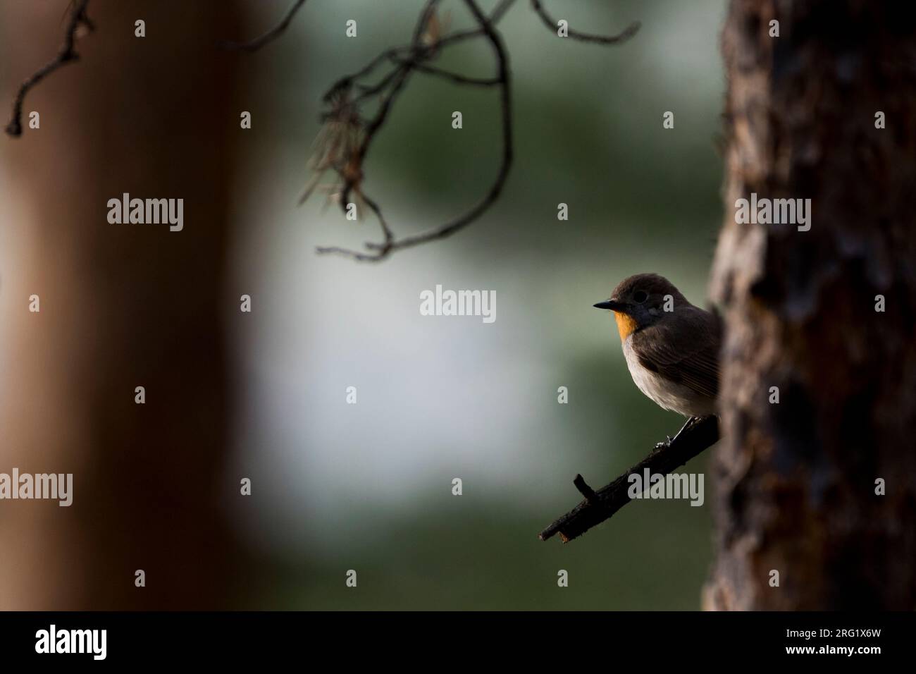 Flycatcher dalla gola rossa - Taiga-Fliegenschnäpper - Ficedula albicilla, Russia (Baikal), maschio adulto Foto Stock