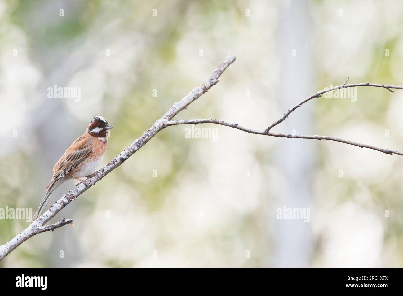 Bunting del pino - Fichtenammer - Emberiza leucocephalos leucocephalos, Russia (Baikal), maschio adulto Foto Stock