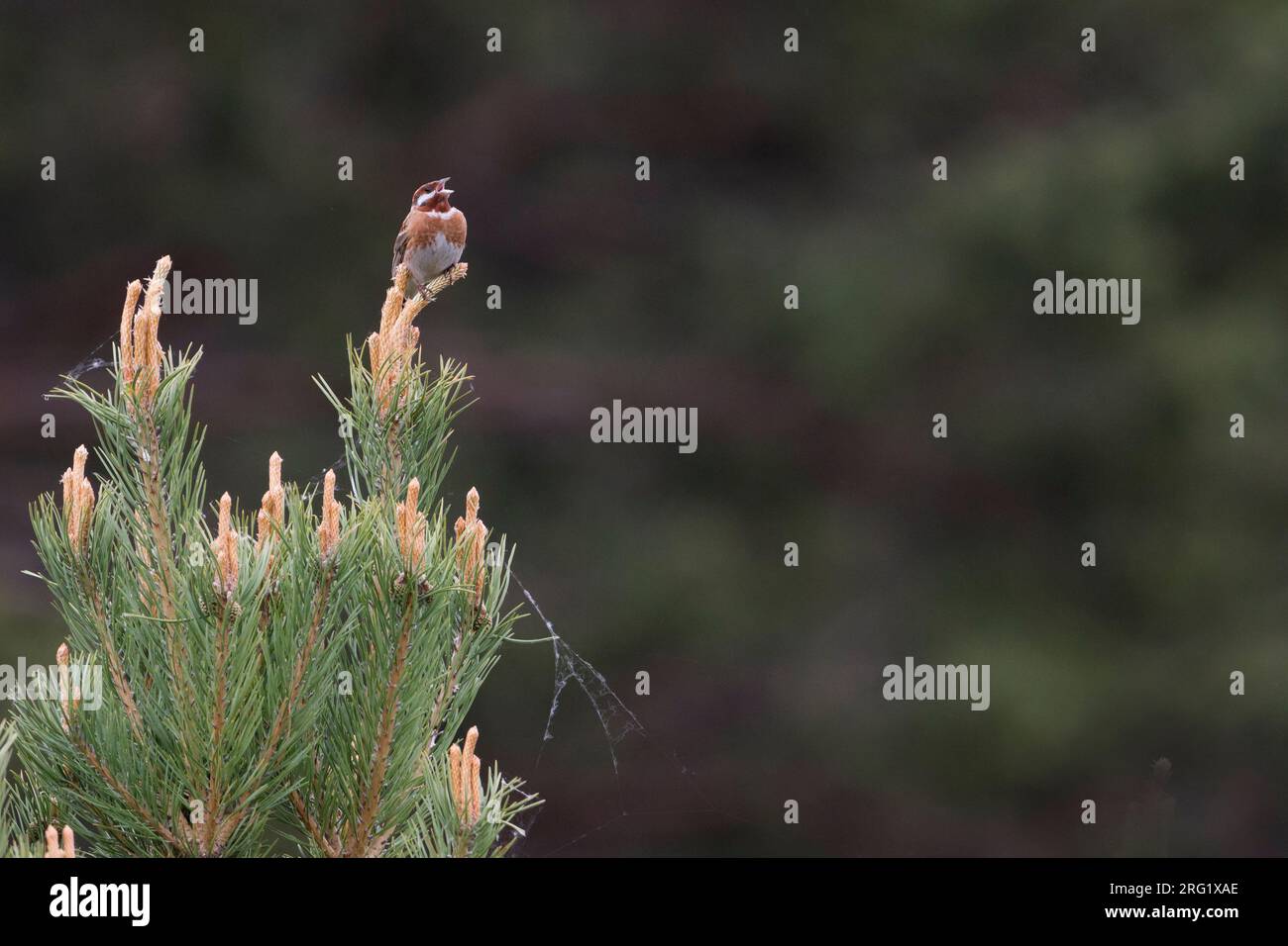 Bunting del pino - Fichtenammer - Emberiza leucocephalos leucocephalos, Russia (Baikal), maschio adulto Foto Stock