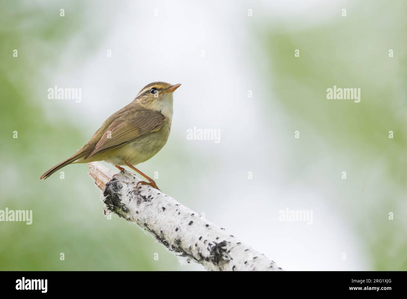 Radde's Warbler, Phylloscopus schwarzi, Russia, adulto Foto Stock