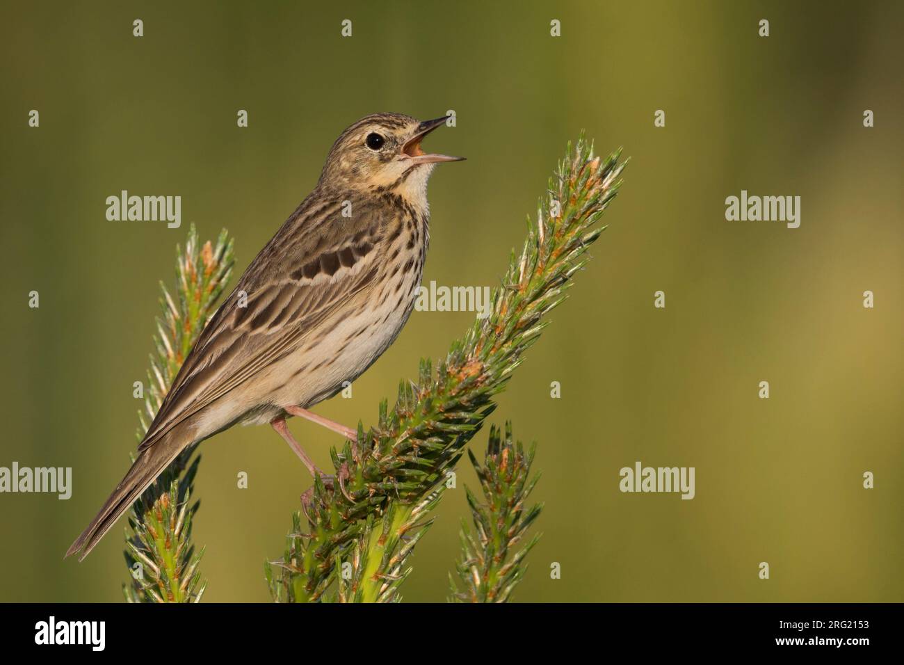 Tree Pipit - Baumpieper - Anthus trivialis ssp. trivialis, Russia Foto Stock