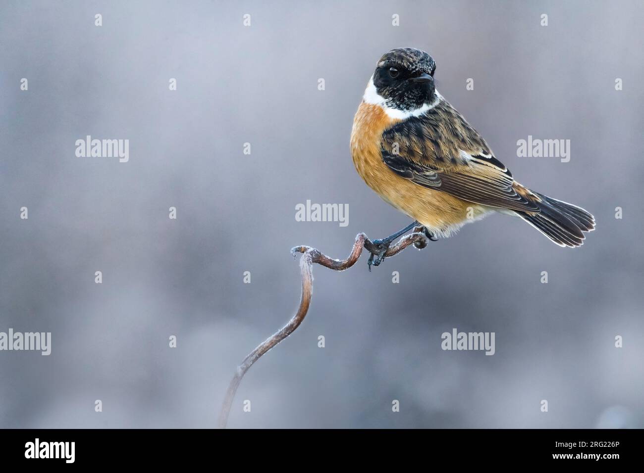 Svernamento maschile europeo Stonechat (Saxicola rubicola) in Italia. Arroccato in bassa vegetazione. Foto Stock