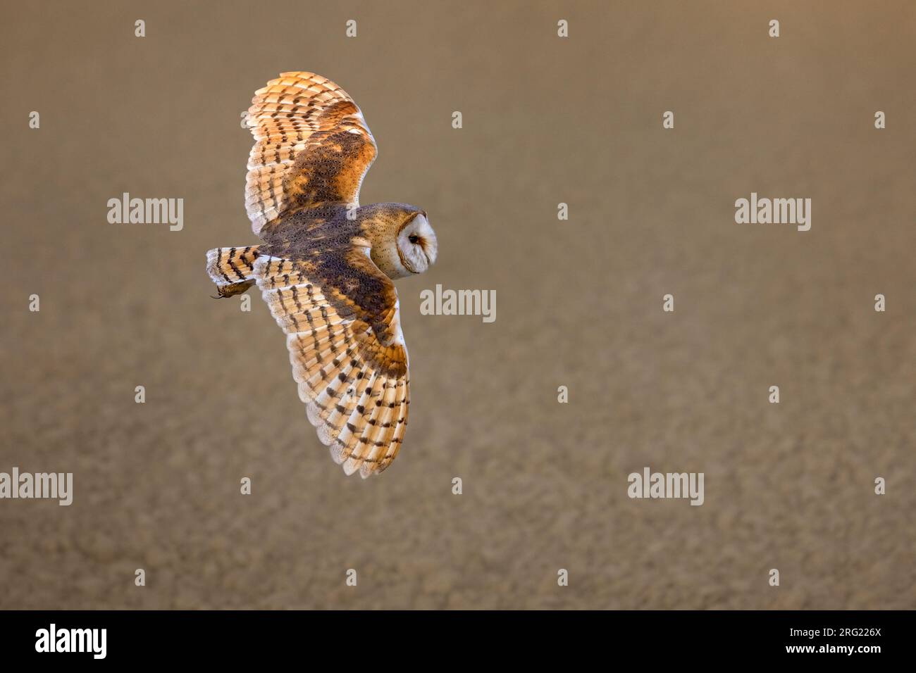 Barn Owl, Tyto alba, in volo in Italia. Foto Stock